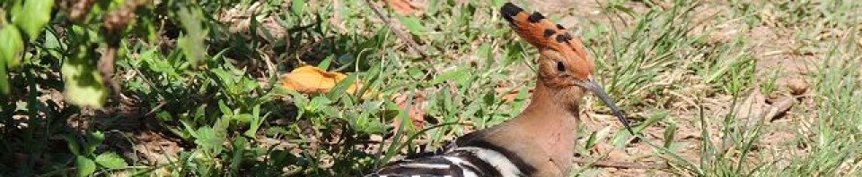 Landwirtschaft in Thailand